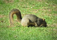 Sciurus niger