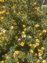 Pultenaea muelleri