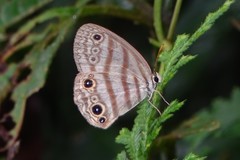 Euptychia