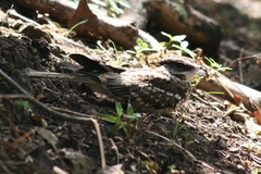 Hydropsalis cayennensis