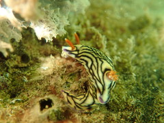 Hypselodoris zephyra