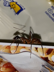 Camponotus ager