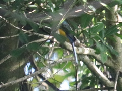 Trogon melanocephalus