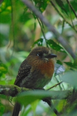 Malacoptila mystacalis