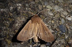 Ichneutica phaula