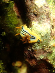 Chromodoris colemani