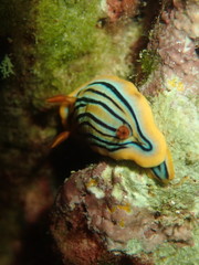 Chromodoris colemani