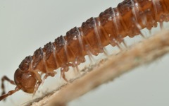 Polydesmus coriaceus