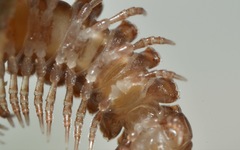 Polydesmus coriaceus