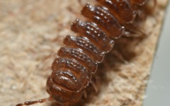 Polydesmus coriaceus