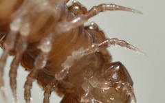 Polydesmus coriaceus