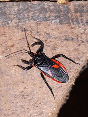 Micrauchenus lineola