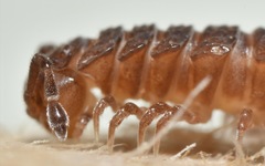 Polydesmus coriaceus