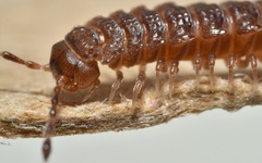 Polydesmus coriaceus