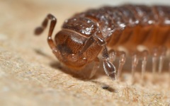 Polydesmus coriaceus