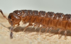 Polydesmus coriaceus