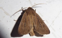 Ichneutica phaula