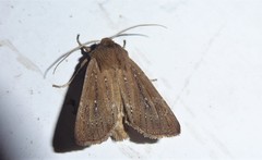 Ichneutica phaula