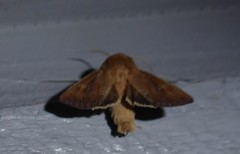 Ichneutica phaula