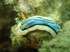 Chromodoris elisabethina