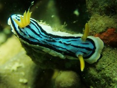 Chromodoris elisabethina