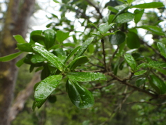 Archidasyphyllum diacanthoides