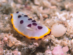 Goniobranchus tumuliferus