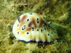 Goniobranchus leopardus