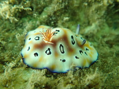 Goniobranchus leopardus