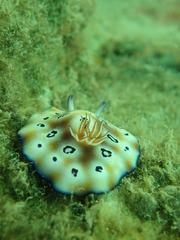 Goniobranchus leopardus
