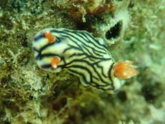 Hypselodoris zephyra