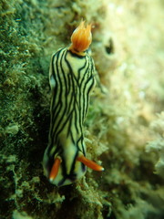 Hypselodoris zephyra