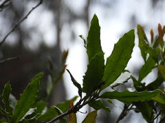 Berberis negeriana