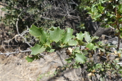 Berberis actinacantha