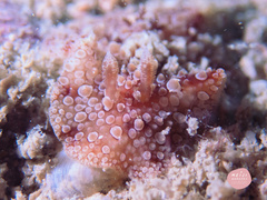 Carminodoris