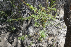 Berberis actinacantha