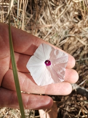 Ipomoea perpartita