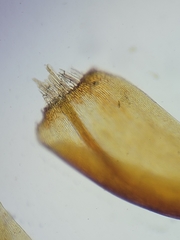 Scorpidium revolvens