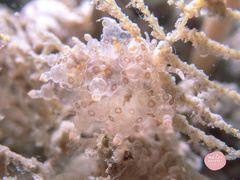 Eubranchus ocellatus