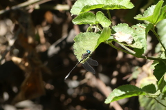 Gomphomacromia chilensis