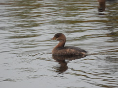 Podilymbus podiceps podiceps