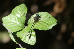 Gomphomacromia chilensis