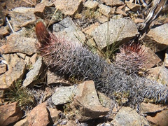 Austrocactus bertinii