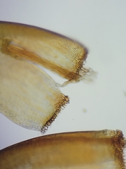 Scorpidium revolvens