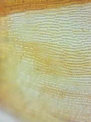 Scorpidium revolvens