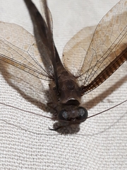 Ascalobyas albistigma