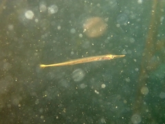 Aulorhynchus flavidus