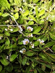 Scaevola hookeri