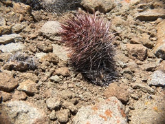 Austrocactus bertinii