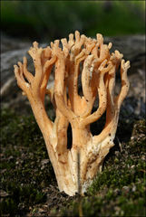 Ramaria capitata ochraceosalmonicolor